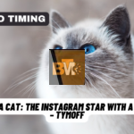 meet nala cat: the instagram star with a ton of fo - tymoff