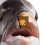 fish with human teeth