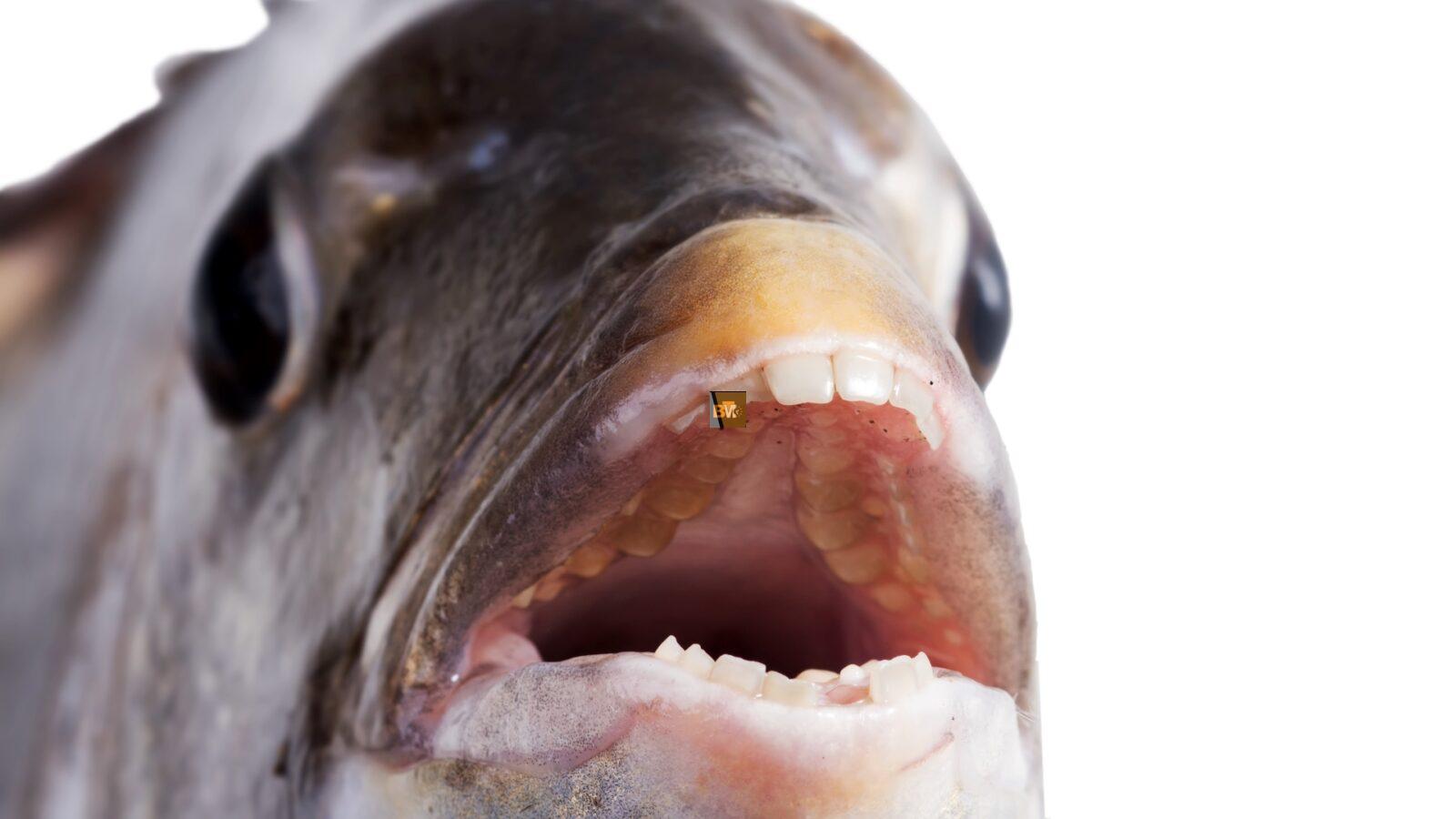 fish with human teeth