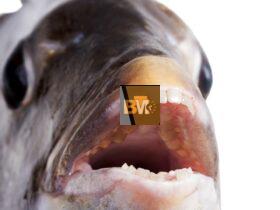 fish with human teeth