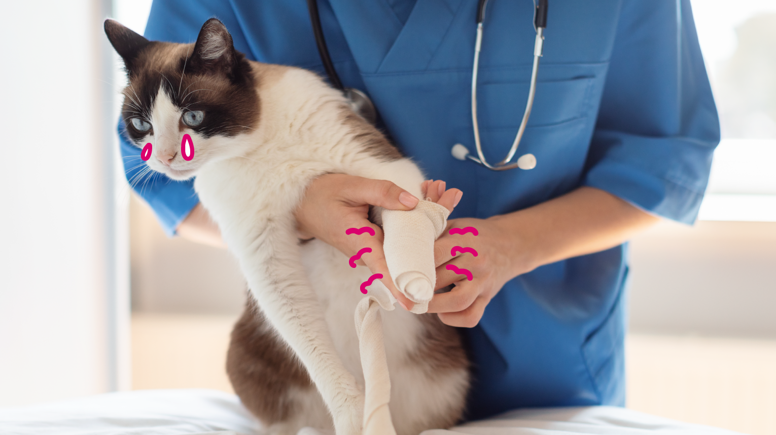 Feline Wellness