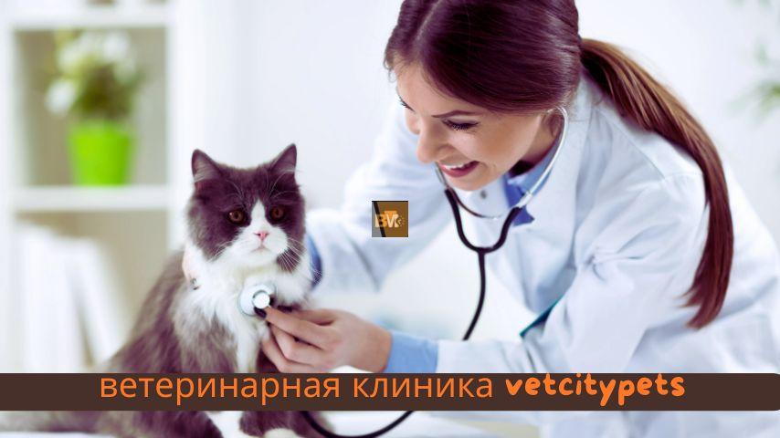 Everything You Need to Know About Ветеринарная Клиника Vetcitypets - Bm Times