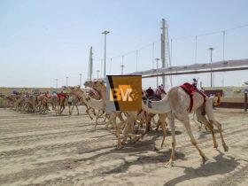 Camel Live
