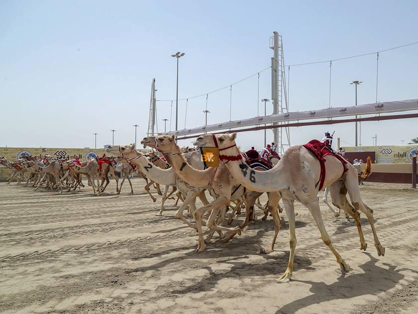 Camel Live