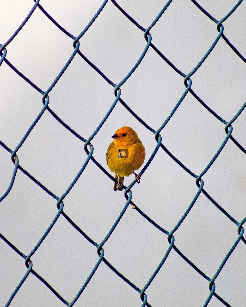 Security Fencing