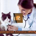 ветеринарная клиника vetcitypets