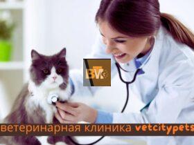 ветеринарная клиника vetcitypets