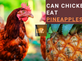 can chickens have pineapple
