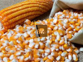 fpo corn
