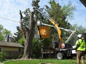 Tree Removal
