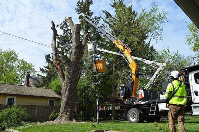 Tree Removal