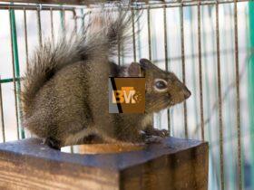 Squirrels
