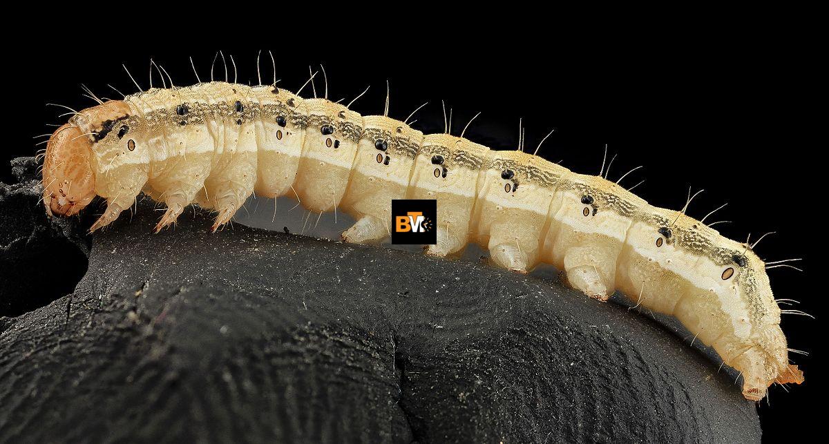 are earworms dangerous
