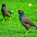 birds beginning with m