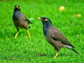 birds beginning with m