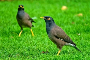 birds beginning with m