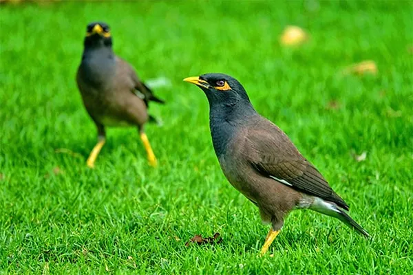 birds beginning with m