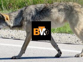 are there wolves in indiana