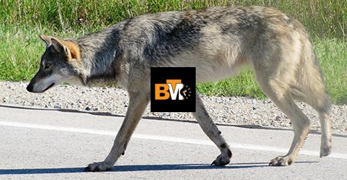 are there wolves in indiana