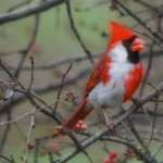 rare birds of indiana