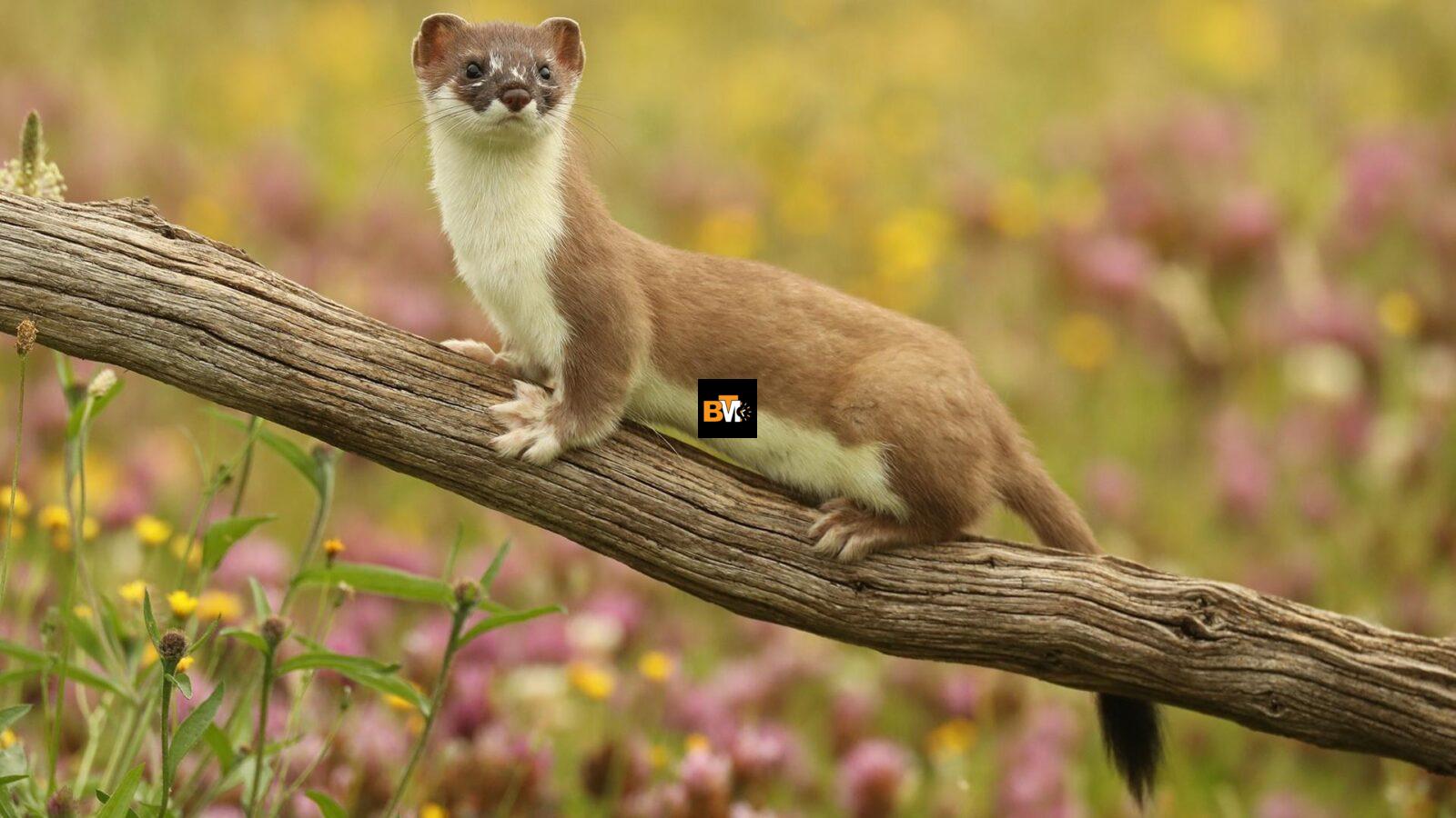 weasels in indiana