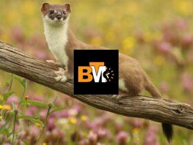 weasels in indiana