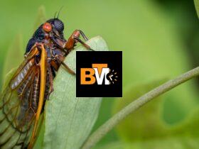 indiana cicadas 2024