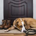 Pet Care