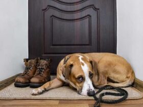 Pet Care