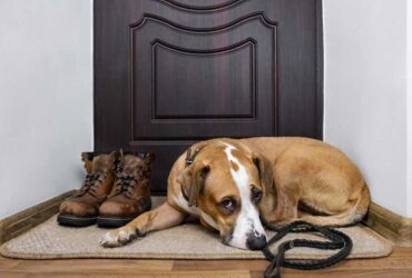 Pet Care