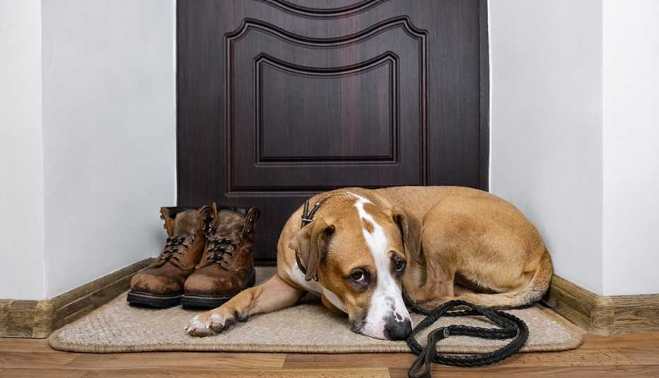 Pet Care